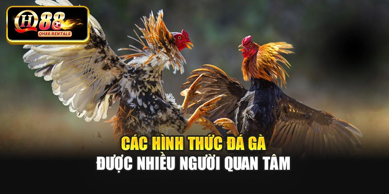 Các hình thức đá gà được nhiều người quan tâm