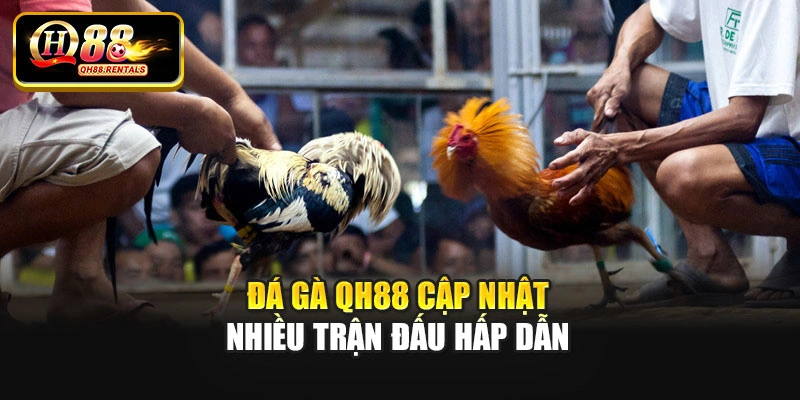 Đá gà QH88 cập nhật nhiều trận đấu hấp dẫn