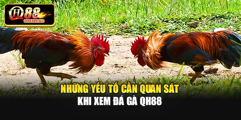 Những yếu tố cần quan sát khi xem đá gà QH88